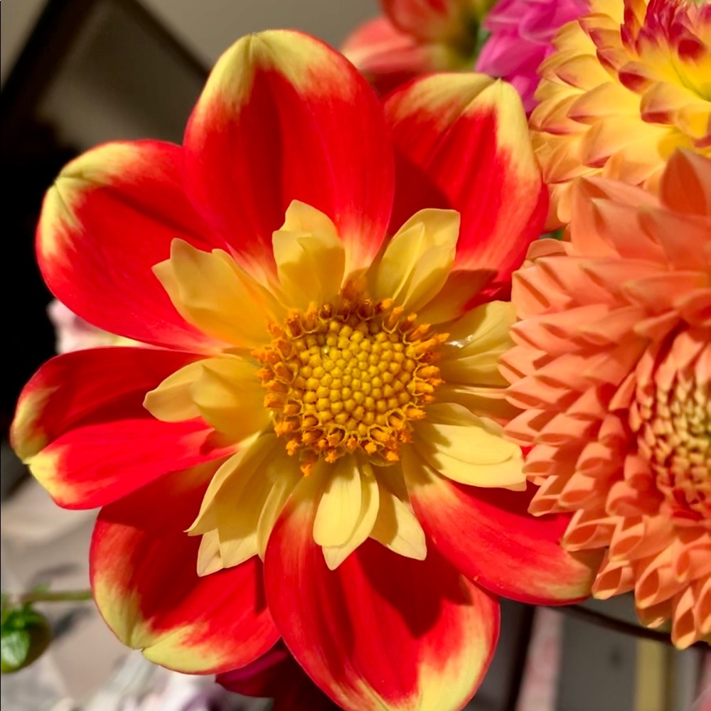 Meet your Posher, Rachel